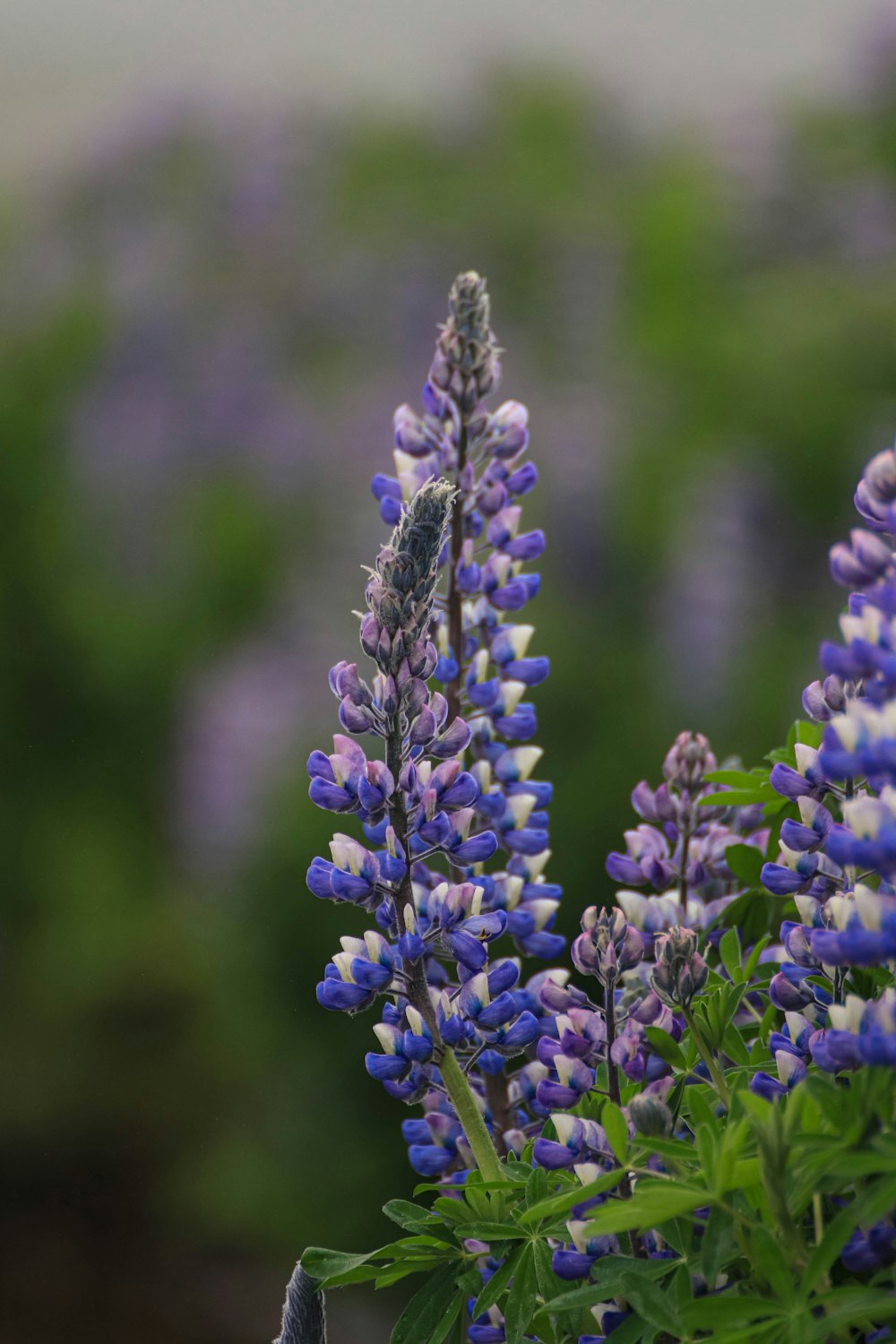 a close up of a flower