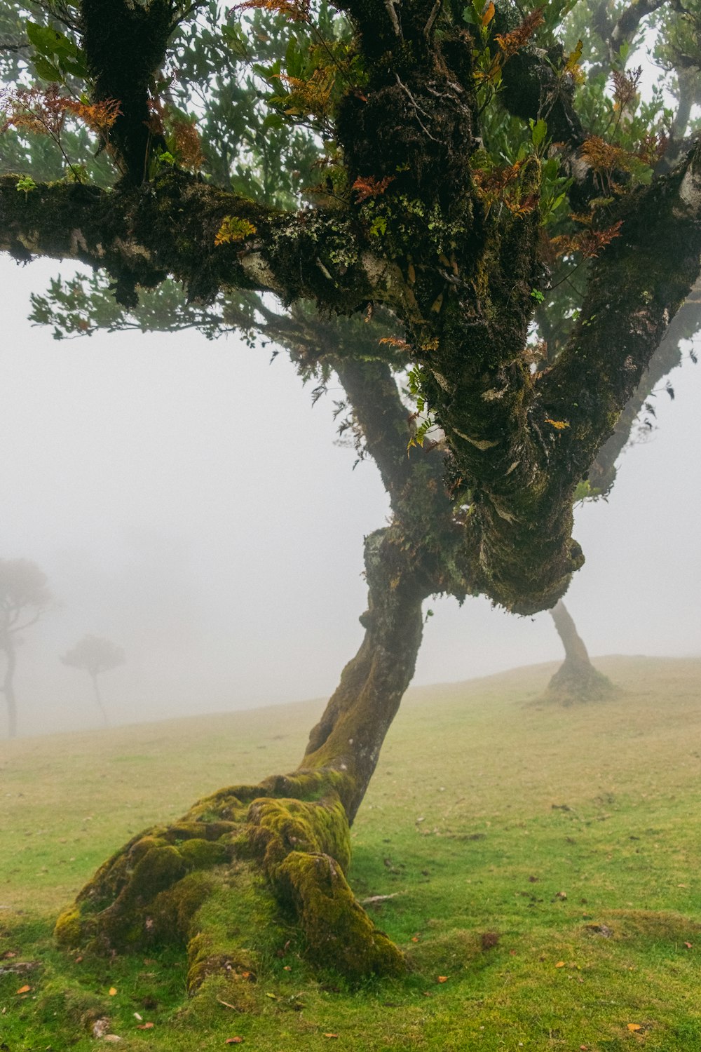 a tree with moss on it