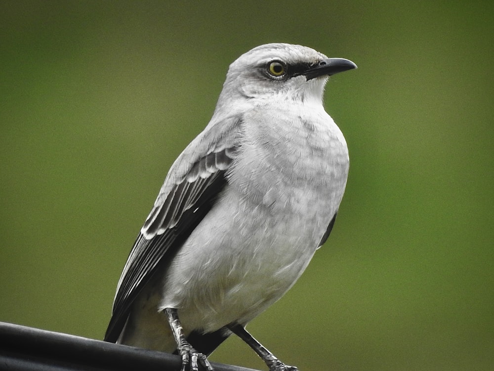 a bird sits on a railing