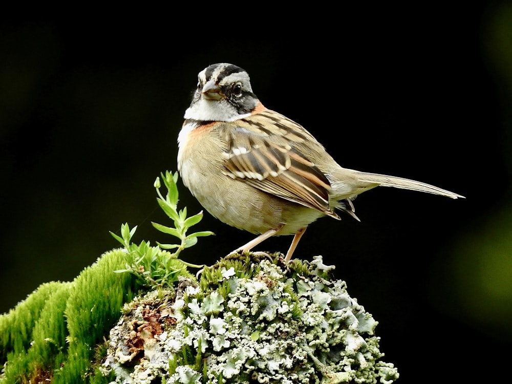 a bird standing on a flower