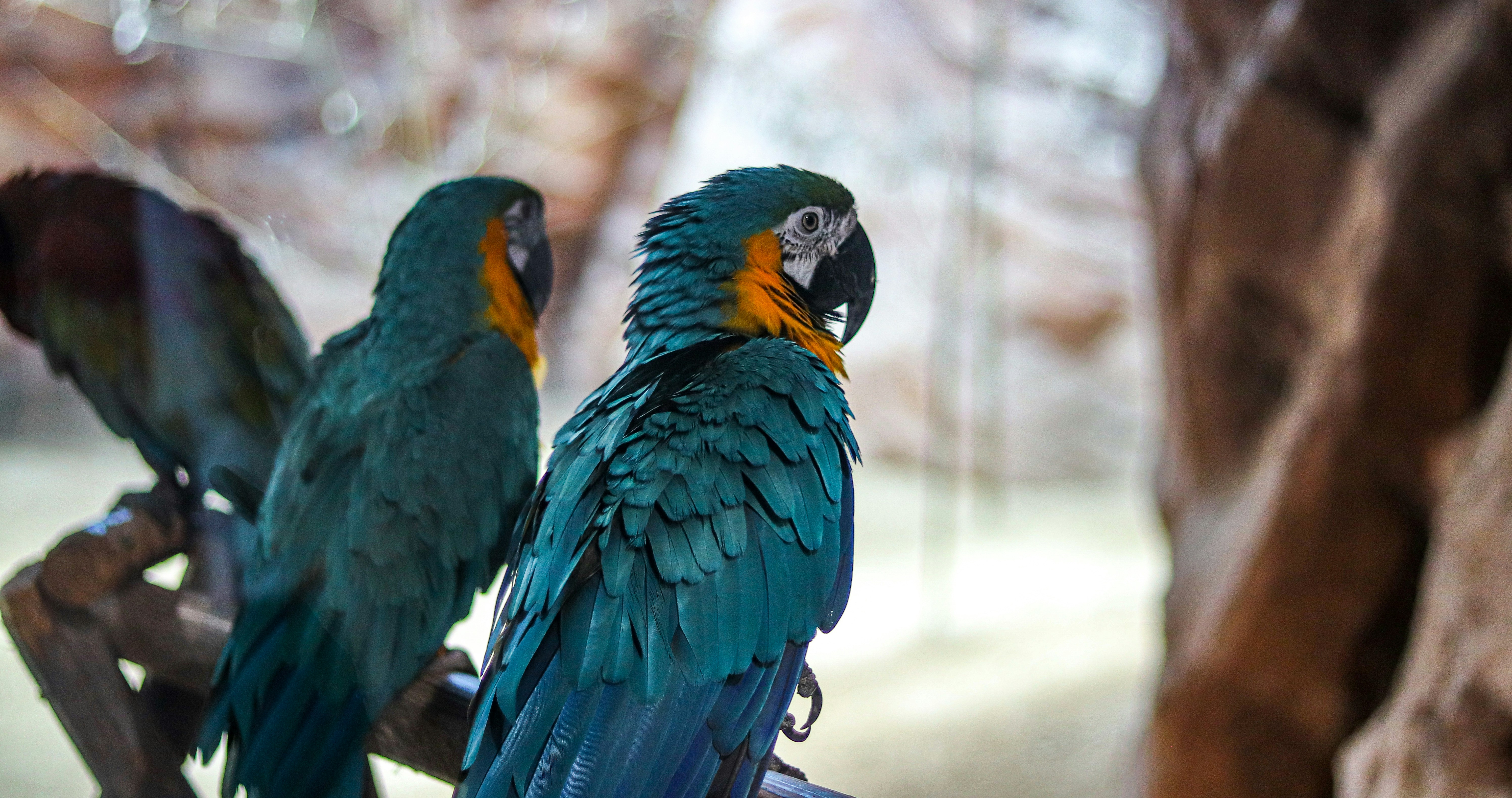a group of birds on a branch
