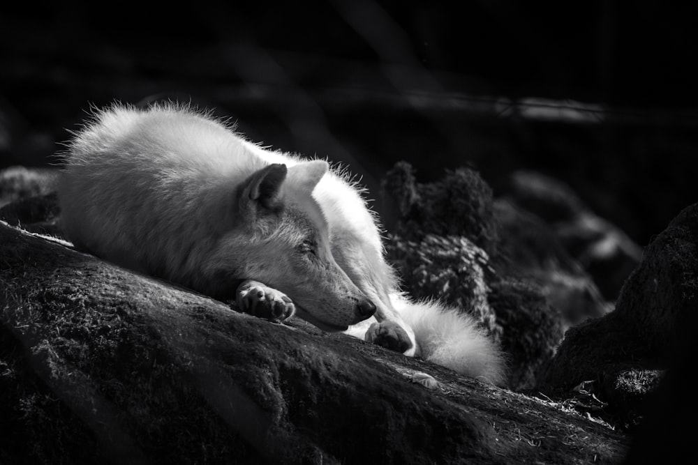 a wolf sleeping on a log