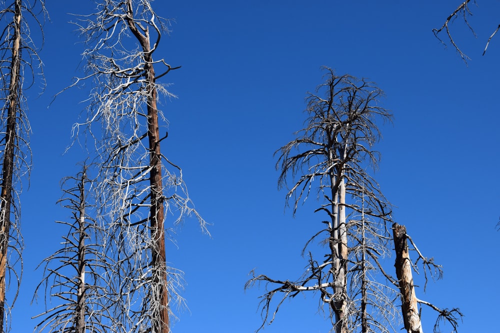 a group of bare trees