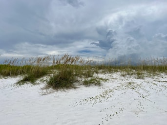 a field of grass and sand