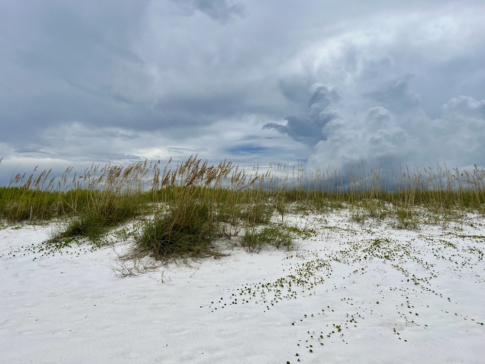 a field of grass and sand