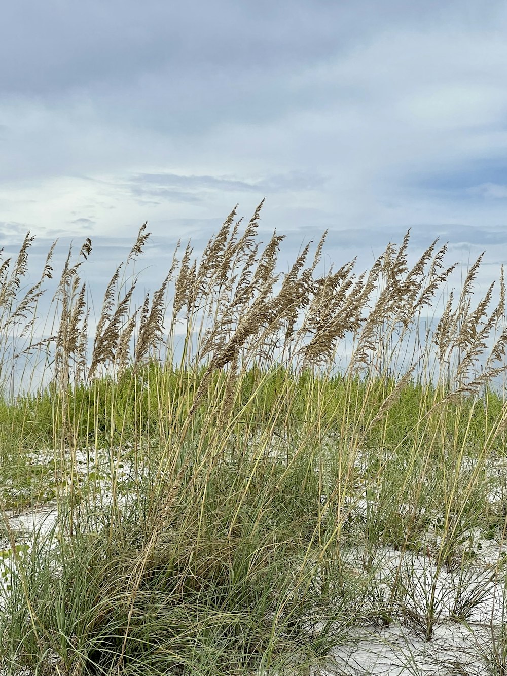 a field of tall grass