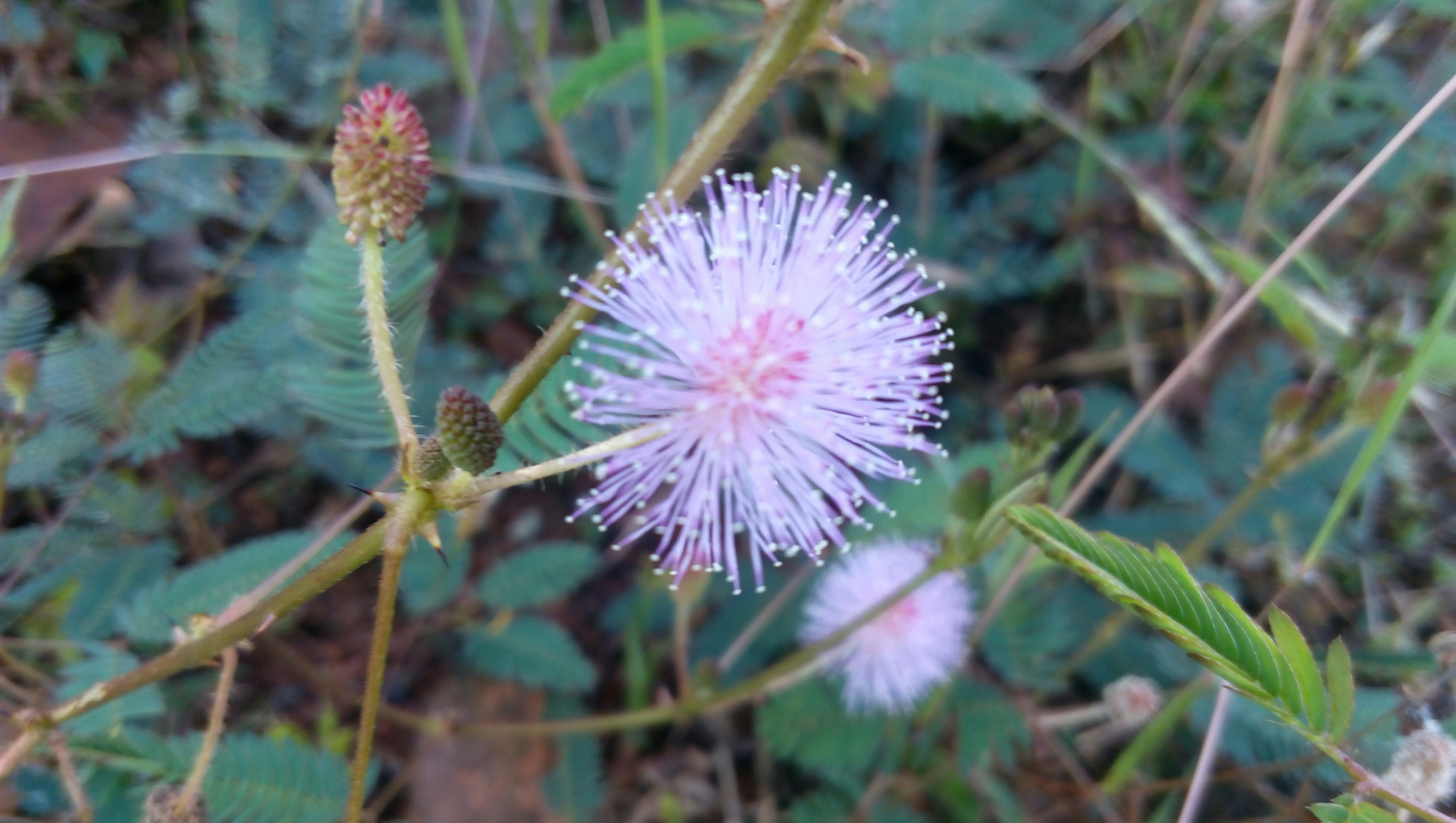 Photo by dhananjaya1311