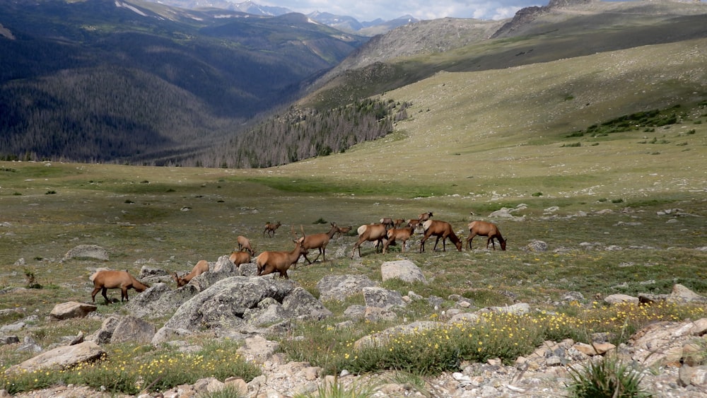 a group of horses on a mountain