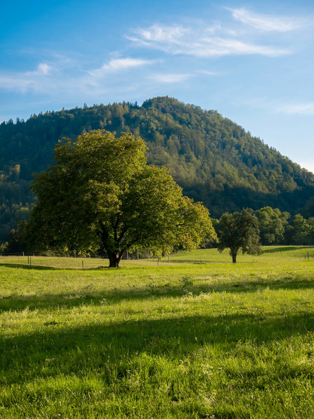 a grassy field with trees and a hill in the background