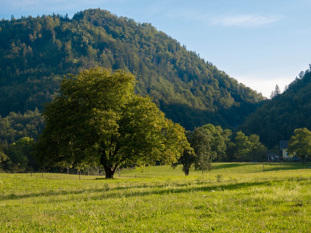 a grassy field with trees and a hill in the background
