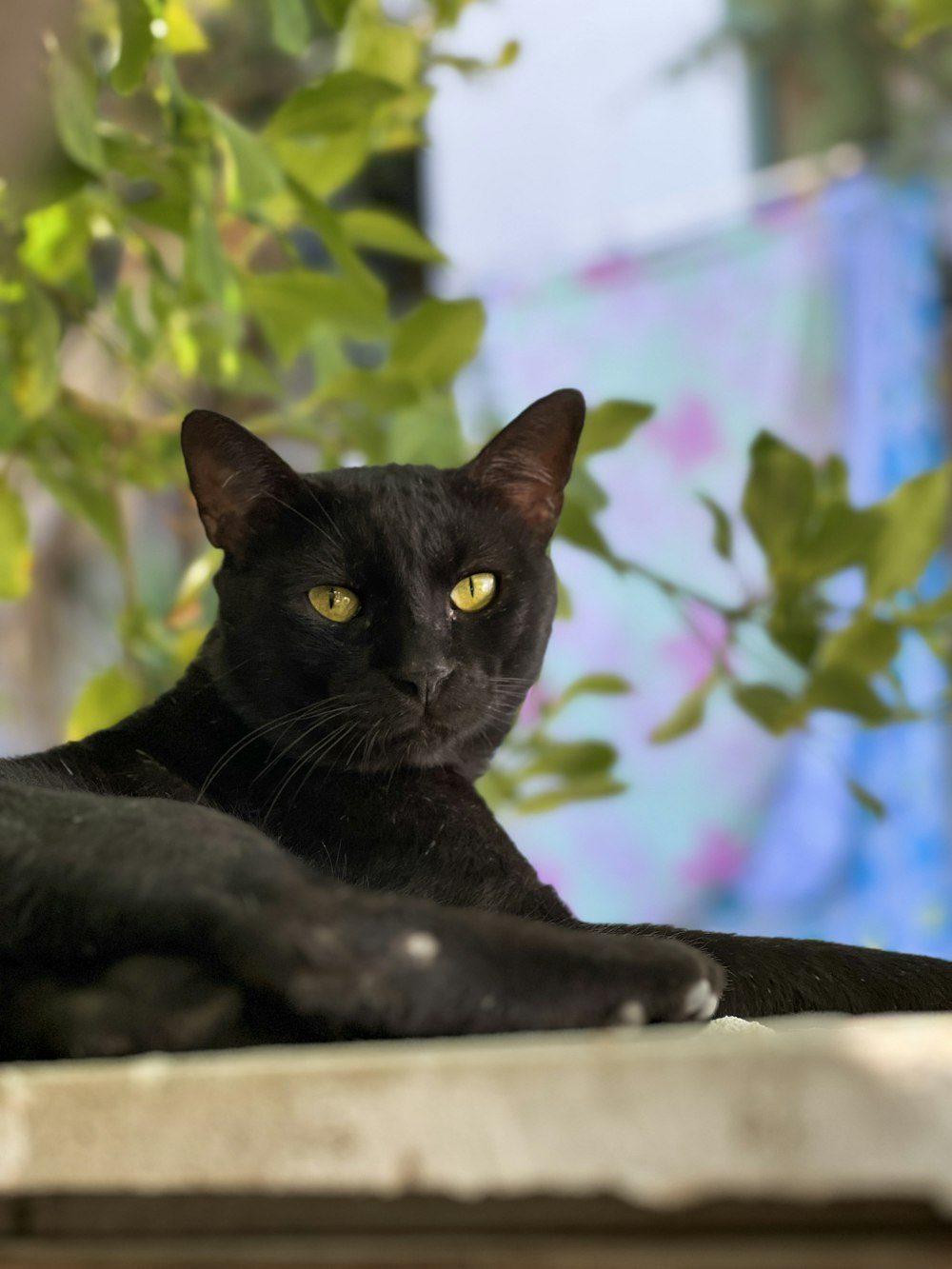 a black cat lying on a ledge