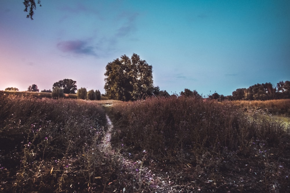 a field of flowers with trees in the background