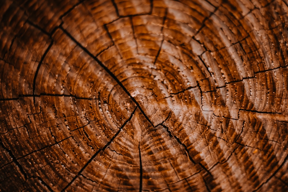 a close up of a tree trunk