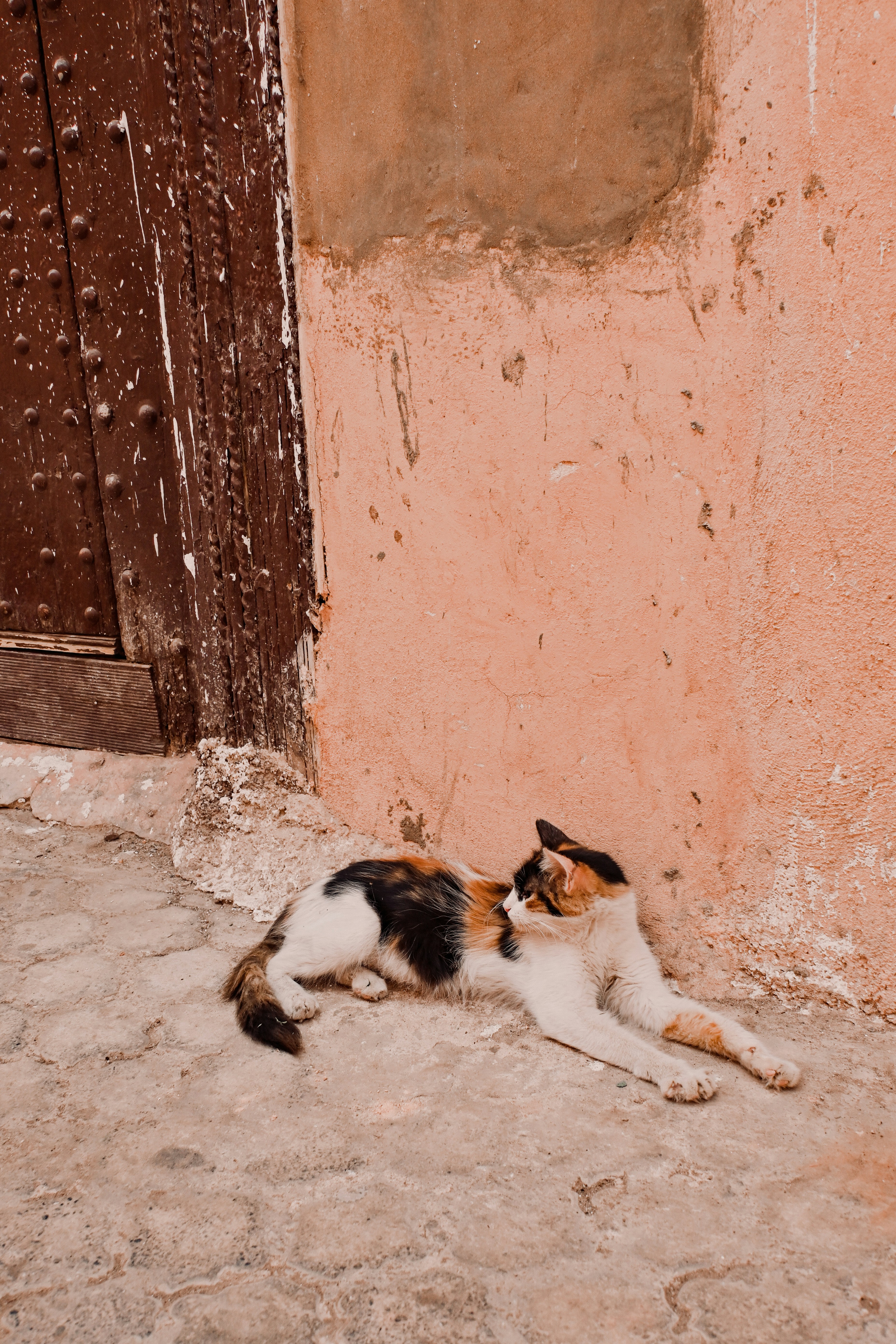 14 Cat Breeds That Stay Playful Forever Animals Around The Globe