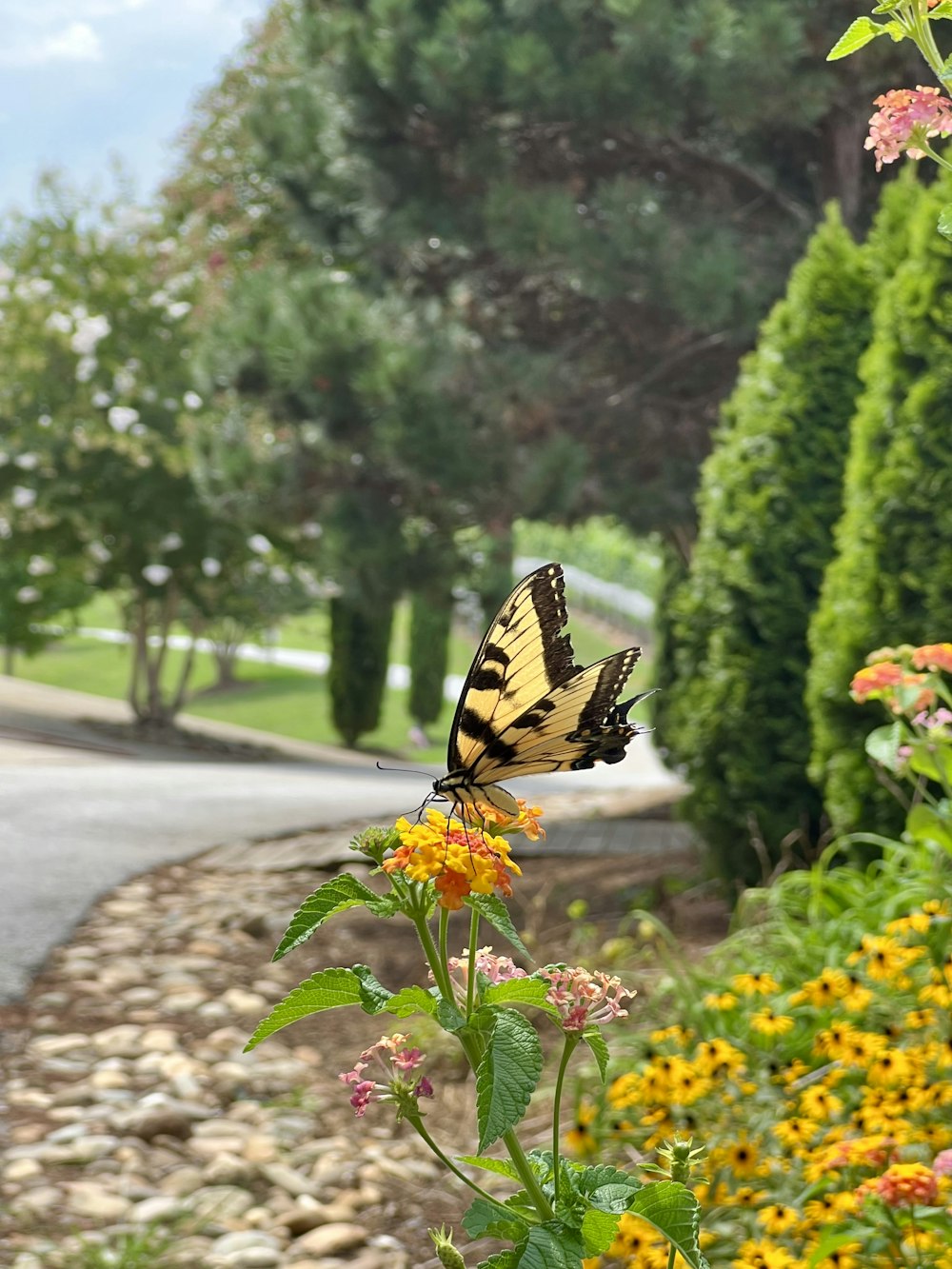 Ein Schmetterling auf einer Blume