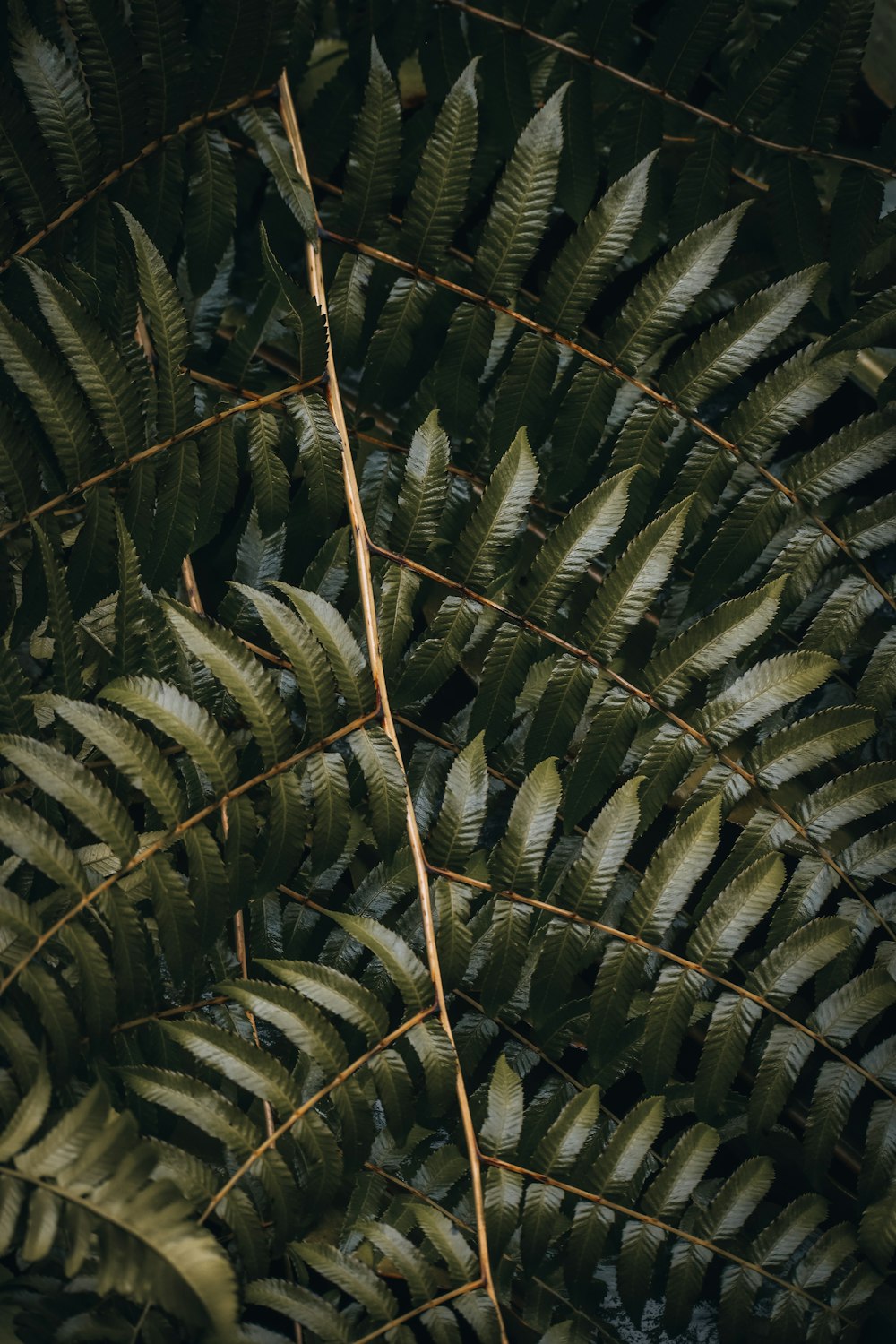 a close up of a plant