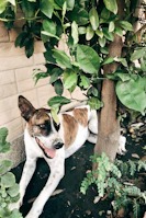 A Cane Corso with a sleek brindle coat resting calmly in a secure, spacious yard.