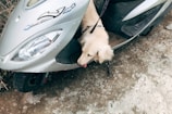 A light-colored dog is positioned next to a stationary silver scooter with a visible headlight and company logo. The dog appears to be sniffing or licking the ground, tethered to the vehicle with a leash. The pavement beneath is slightly textured with scattered dirt patches.