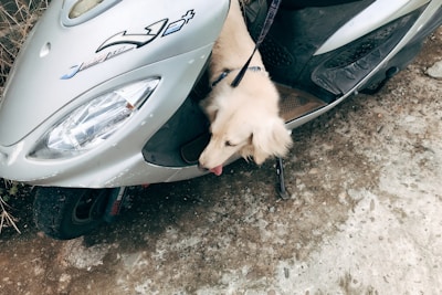 A light-colored dog is positioned next to a stationary silver scooter with a visible headlight and company logo. The dog appears to be sniffing or licking the ground, tethered to the vehicle with a leash. The pavement beneath is slightly textured with scattered dirt patches.