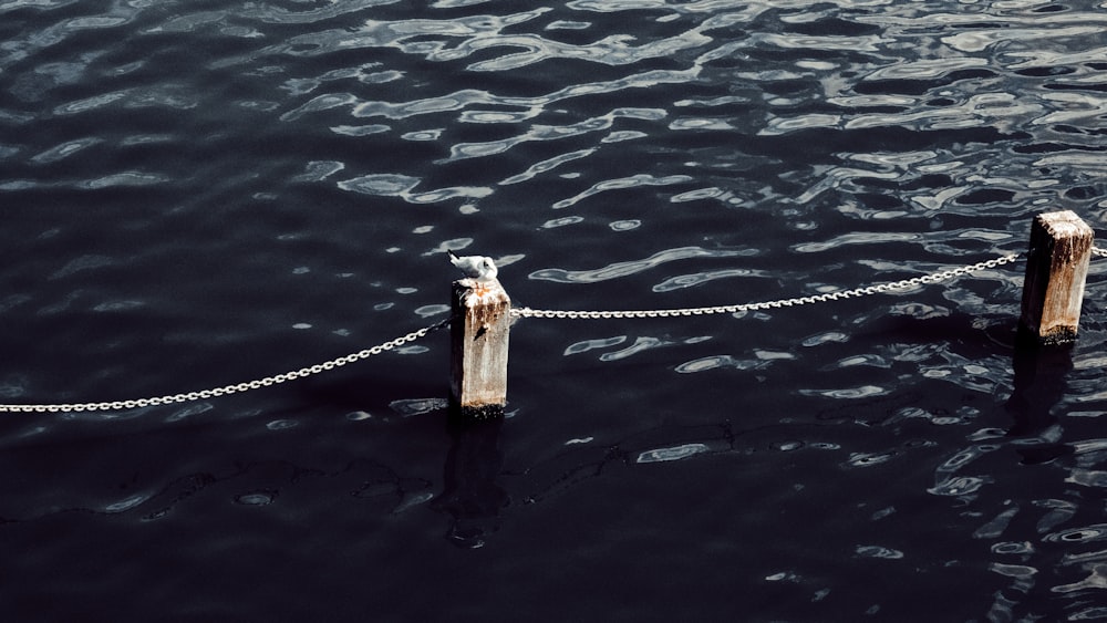 a bird standing on a stick in the water