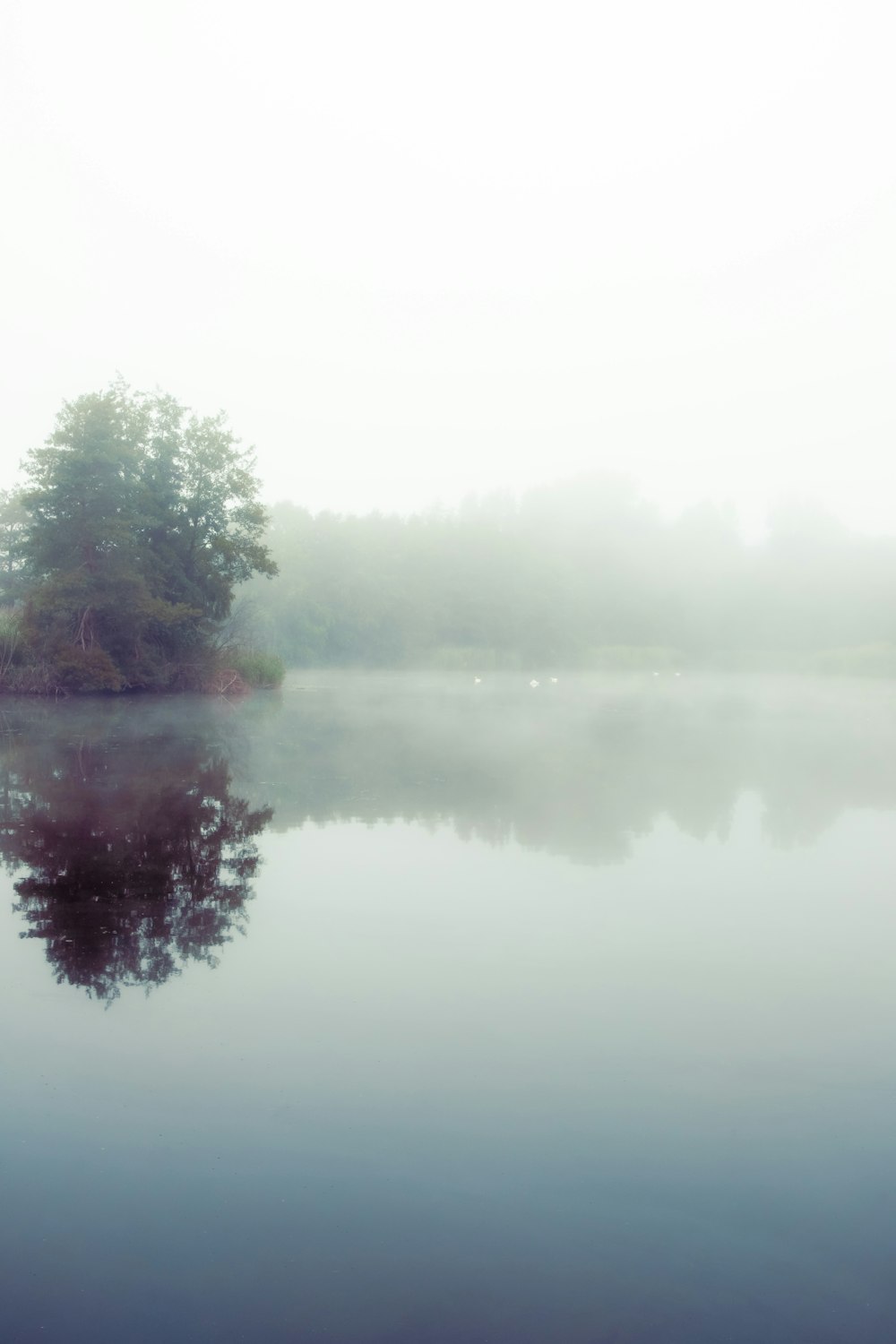 a body of water with trees around it