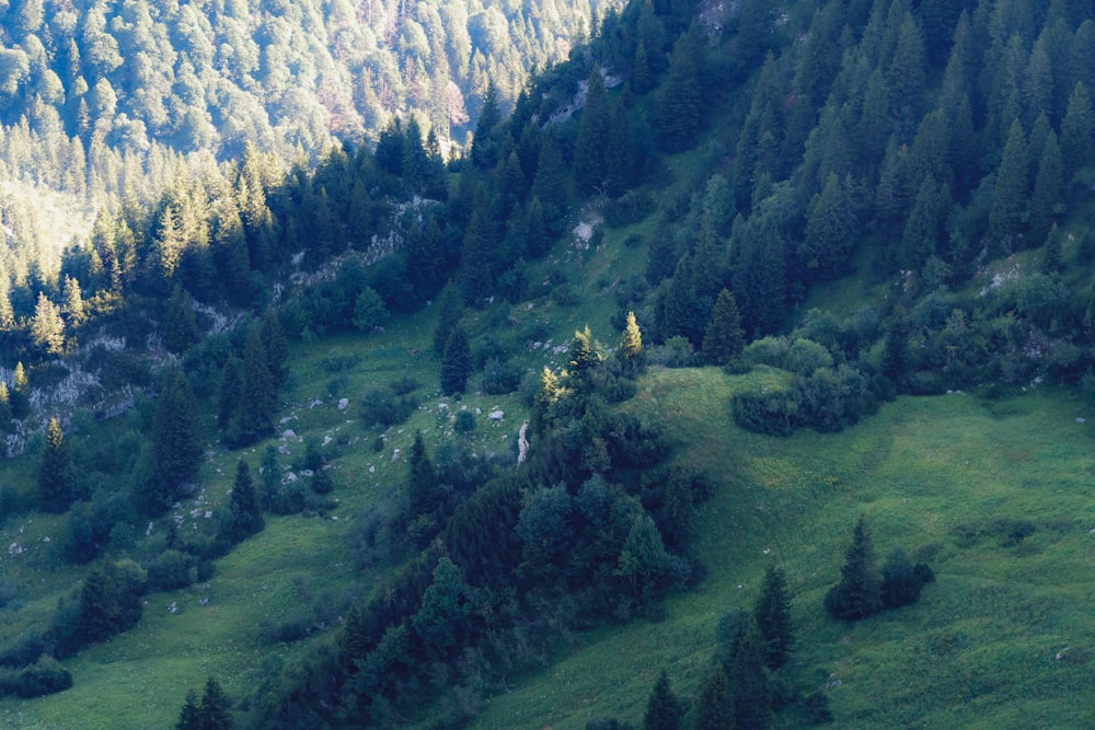 a landscape with trees and mountains