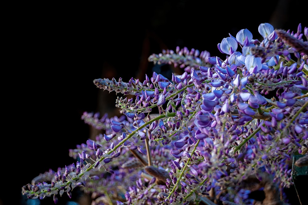 a close up of a flower