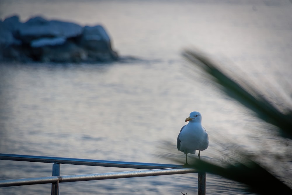 a bird on a railing