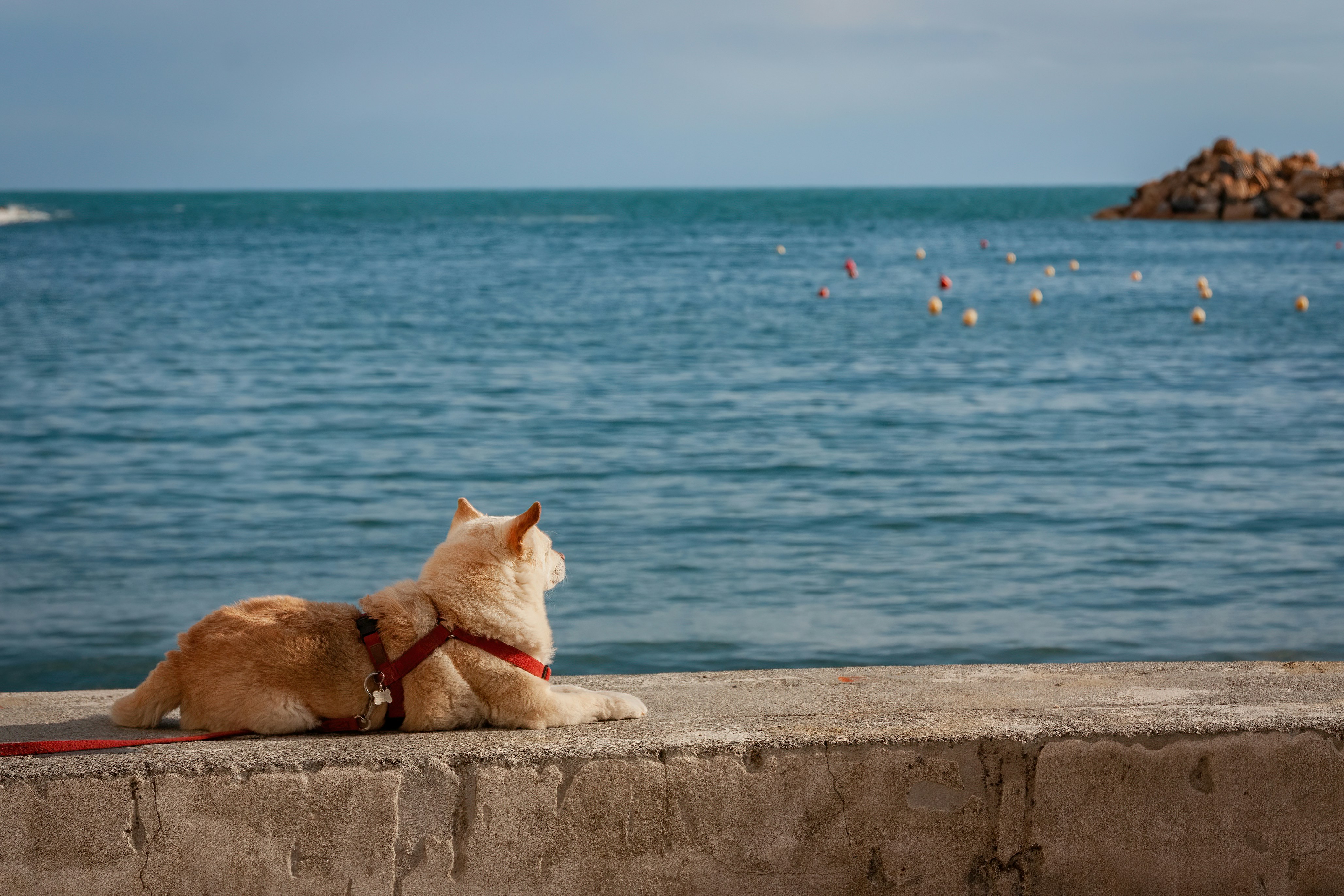 A dog sitting on a wall looking at the water photo - Free Sestri ...