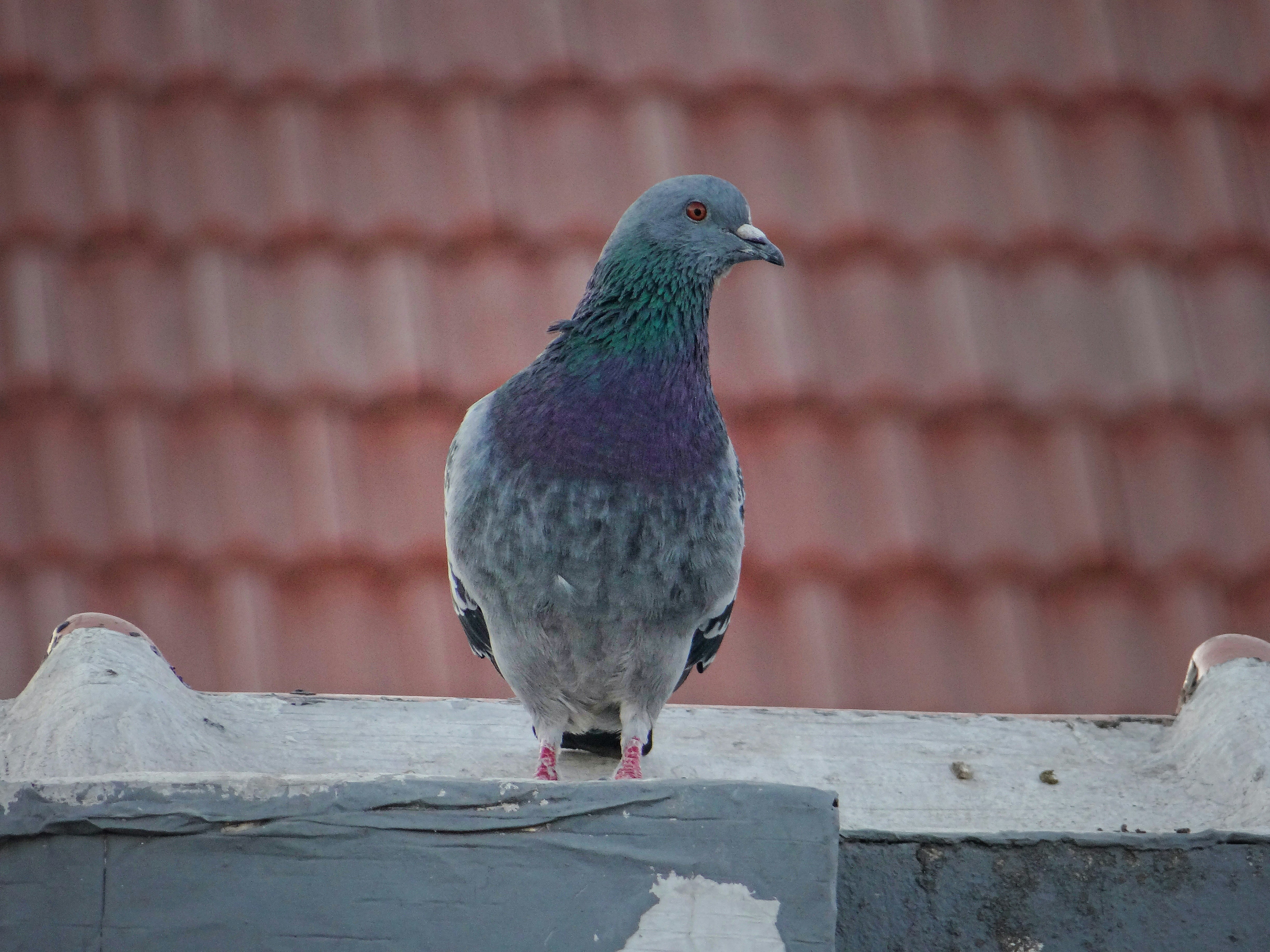 Photo by diegovega2_