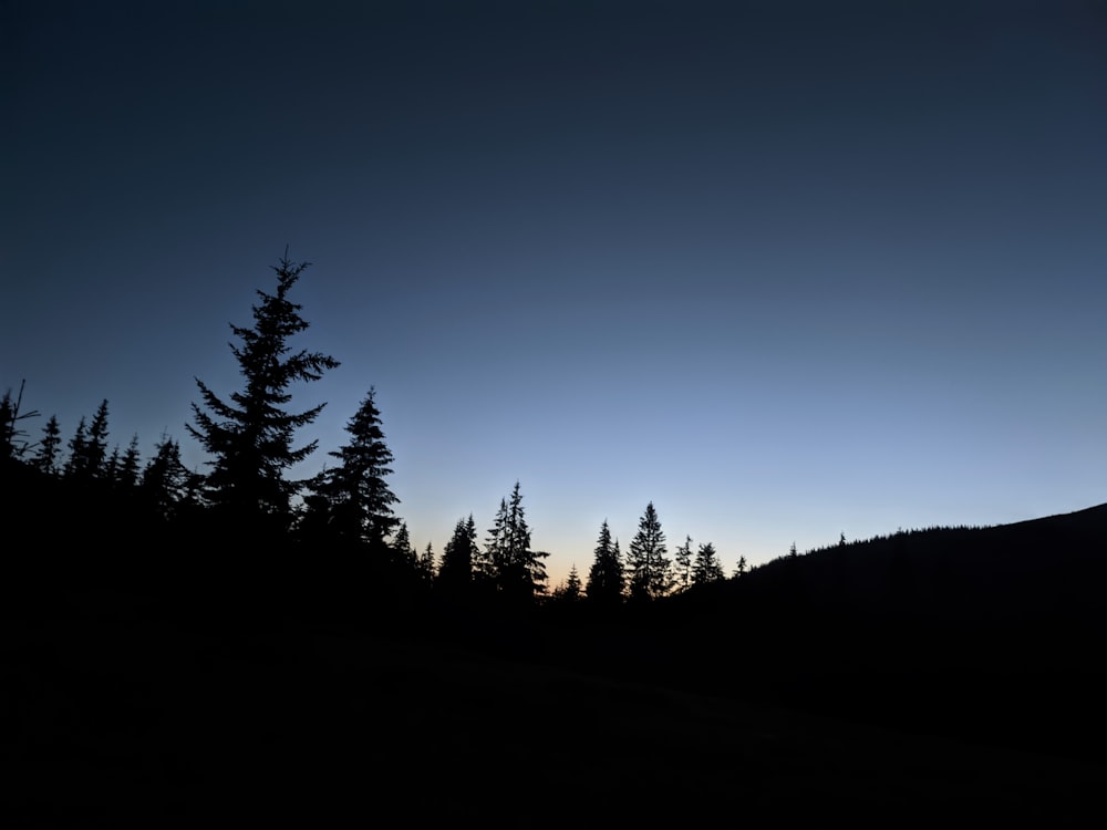 silhouettes of trees on a hill