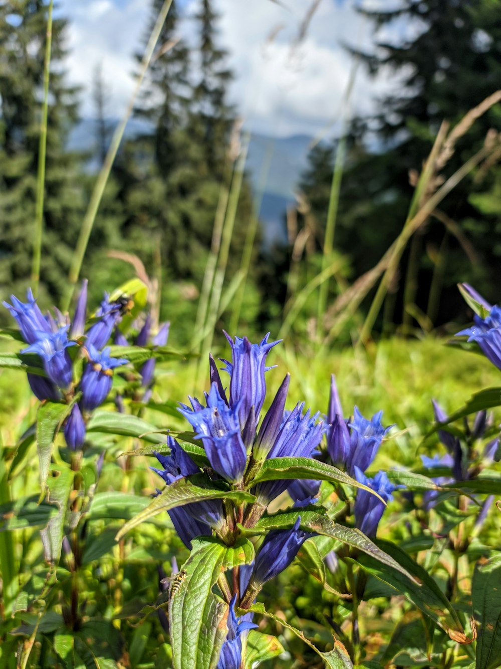 a close-up of some flowers