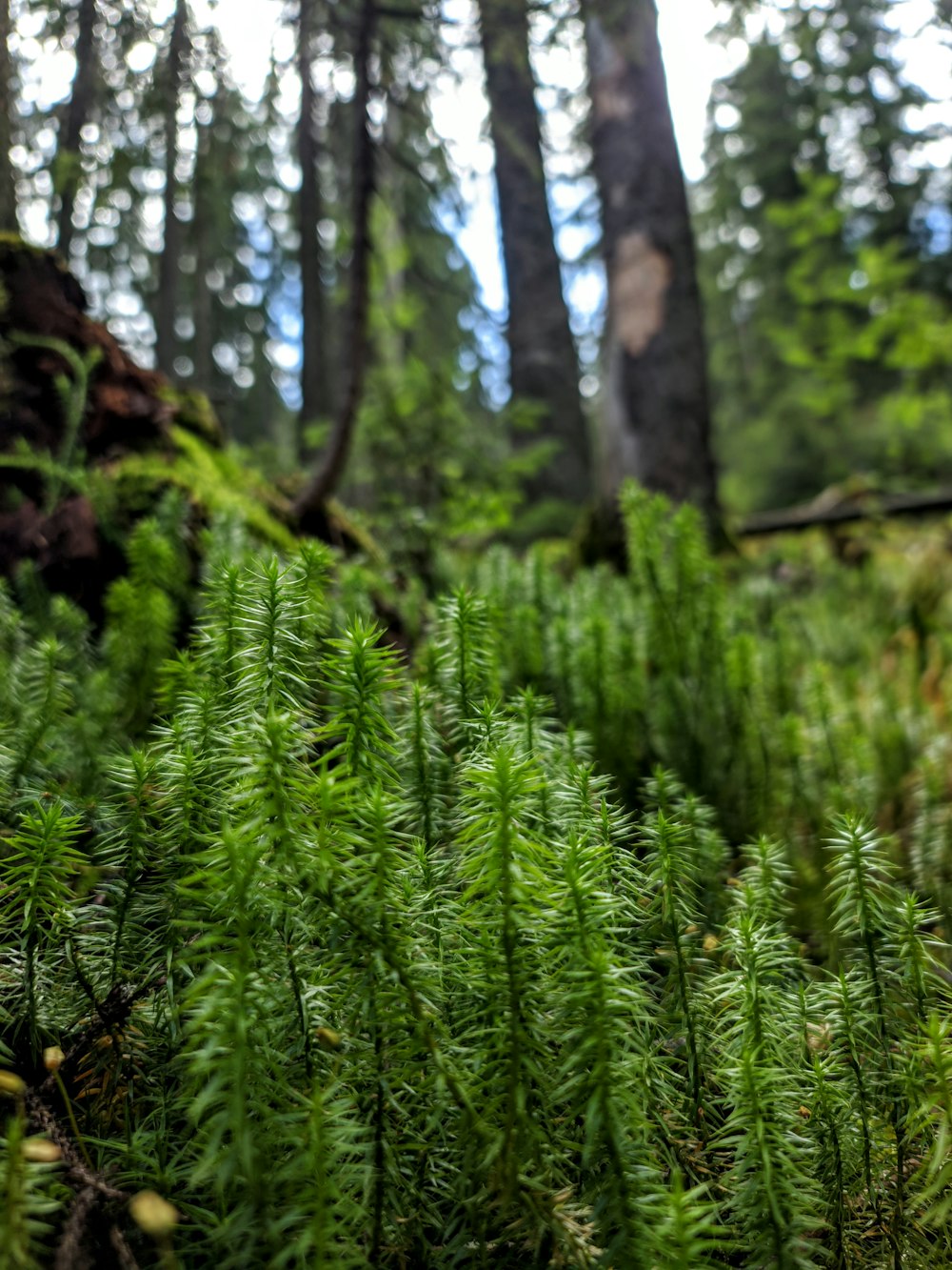 a forest of trees