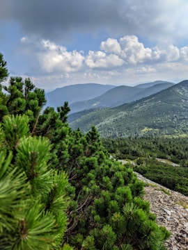 a landscape with trees and mountains in the background