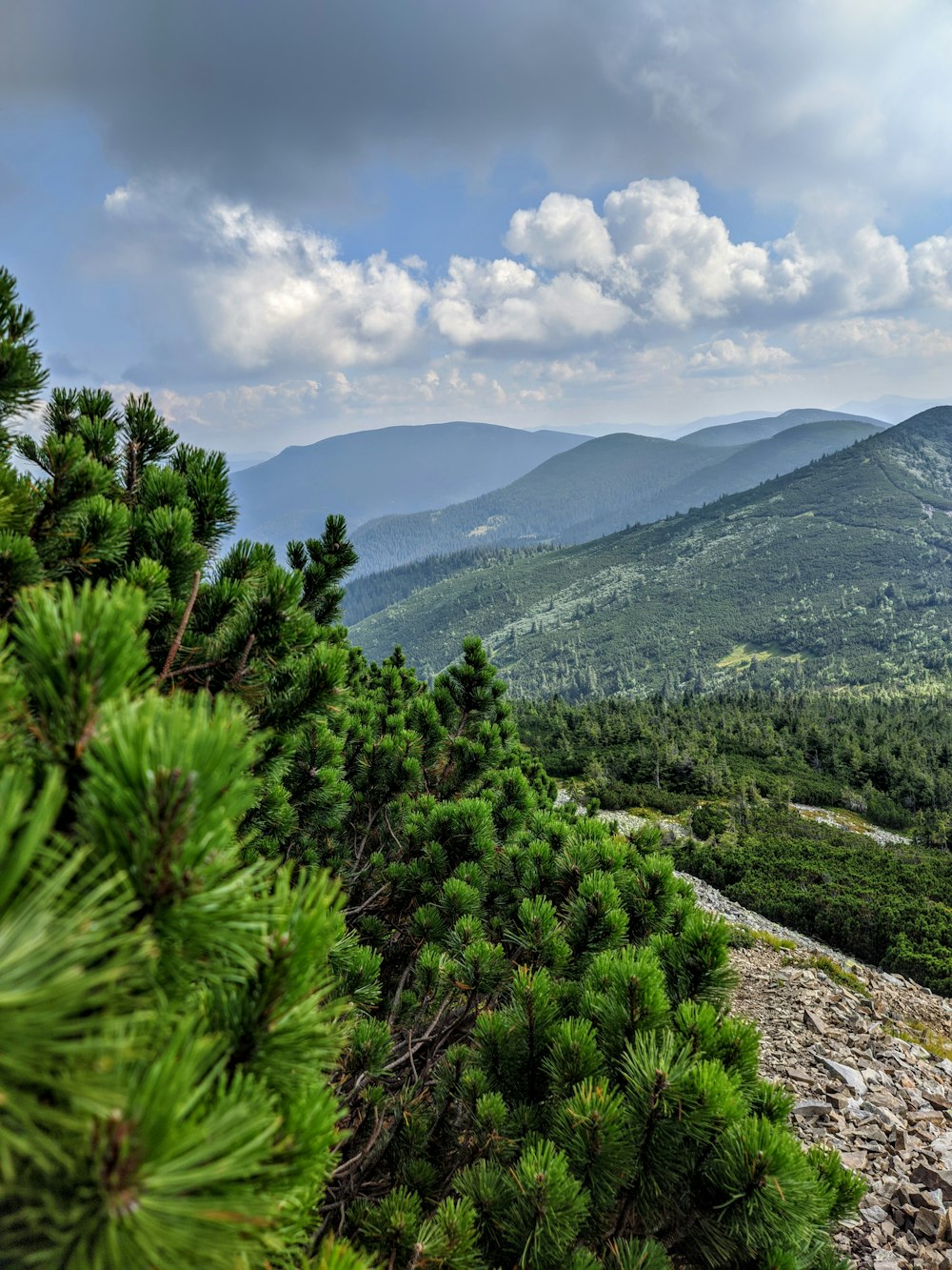 uma paisagem com árvores e montanhas ao fundo