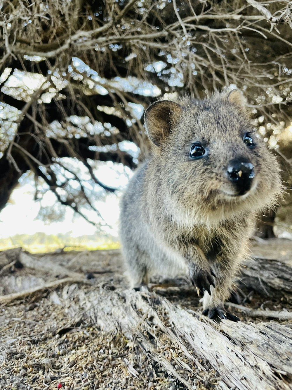 un piccolo animale su un tronco