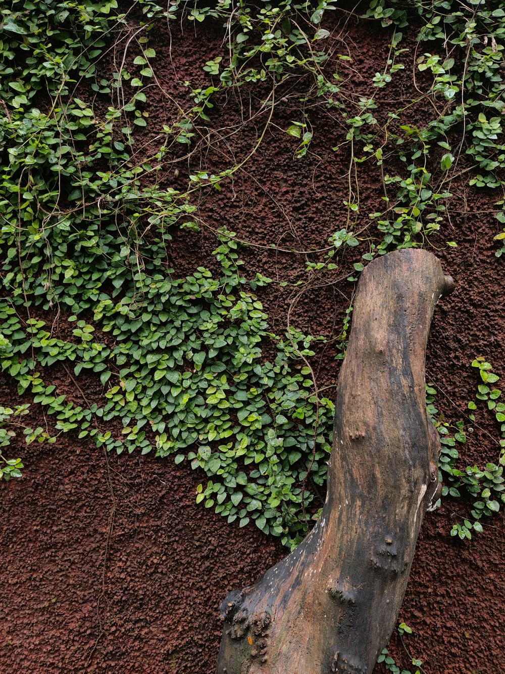 a tree stump with plants around it