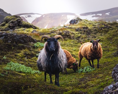 iceland, travel