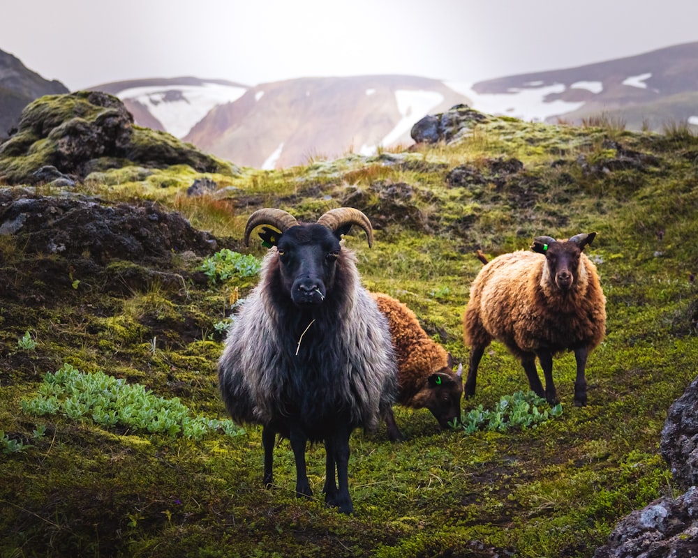 a group of sheep stand on a hill