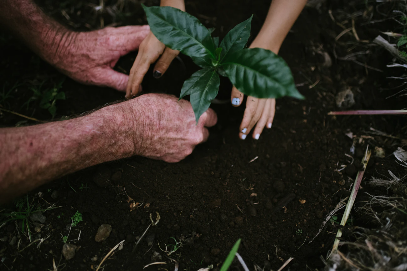 Mains d'un grand-parent et d'un enfant plantant ensemble une jeune pousse