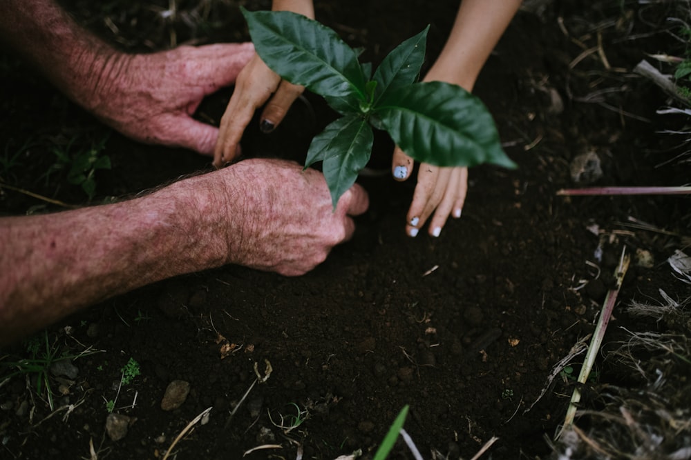 a person holding a plant in a garden