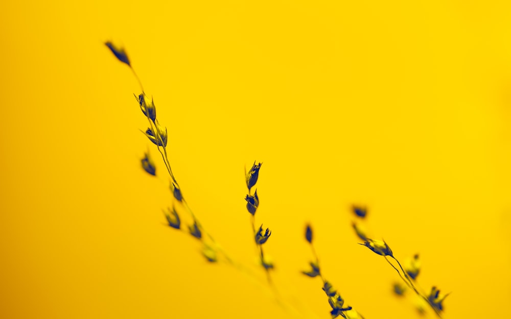 a close-up of a plant