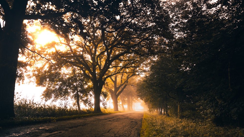 a road with trees on either side