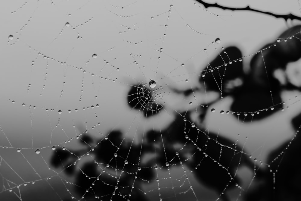 a spider web with water droplets