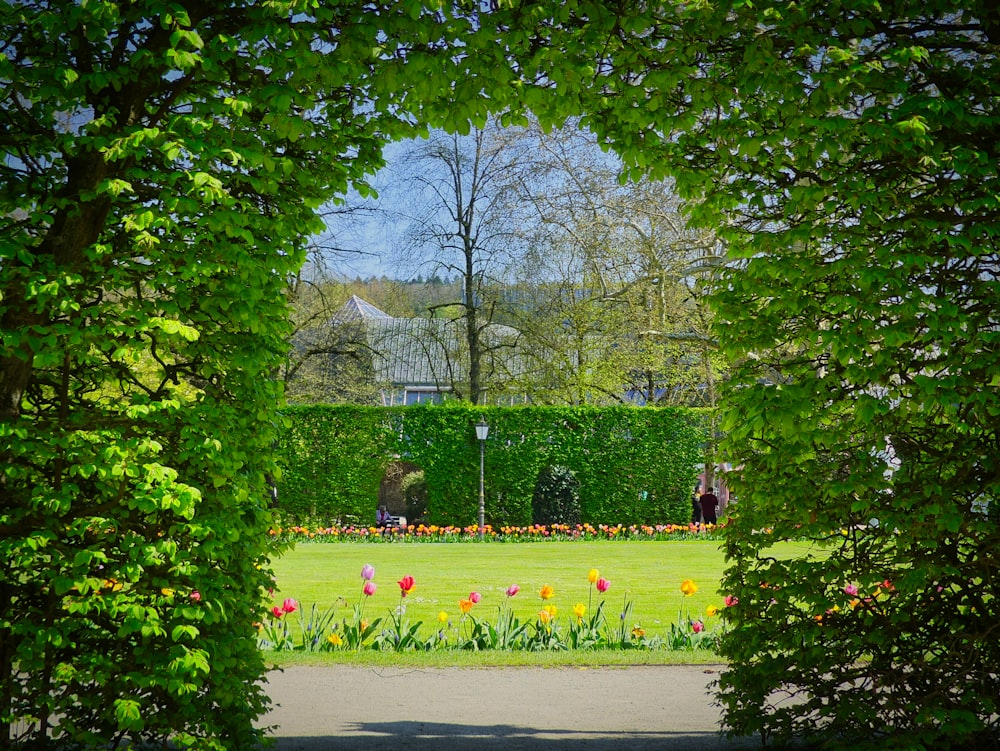 a garden with flowers and trees