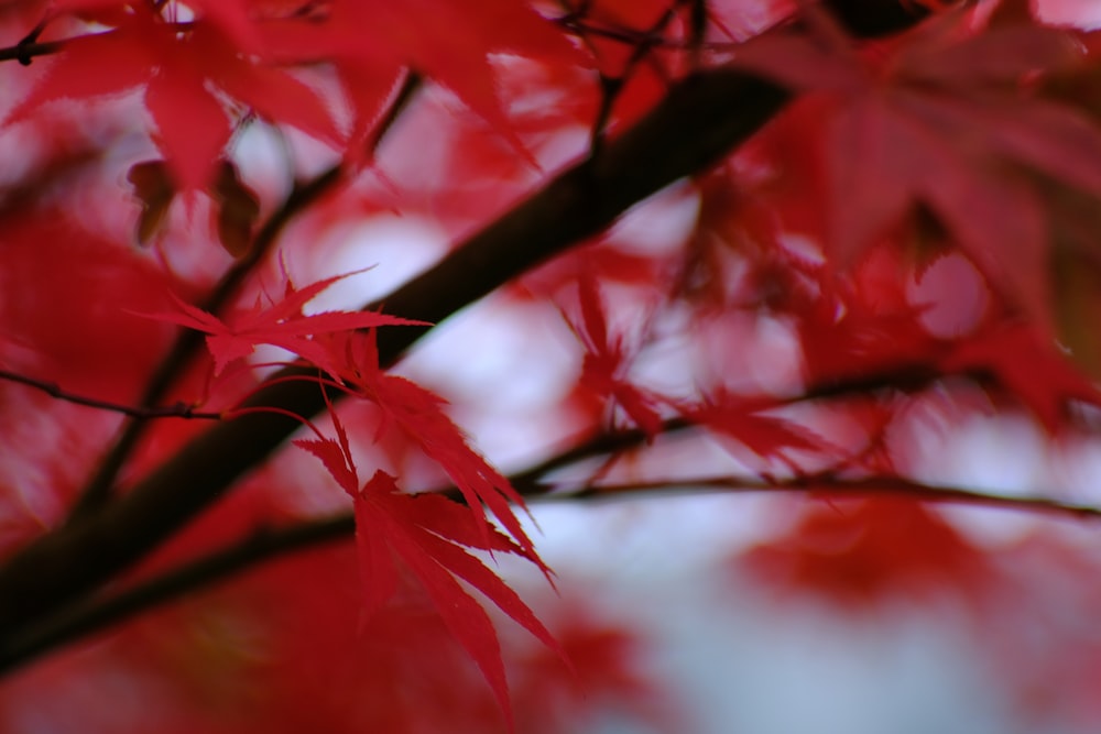 close up of red leaves