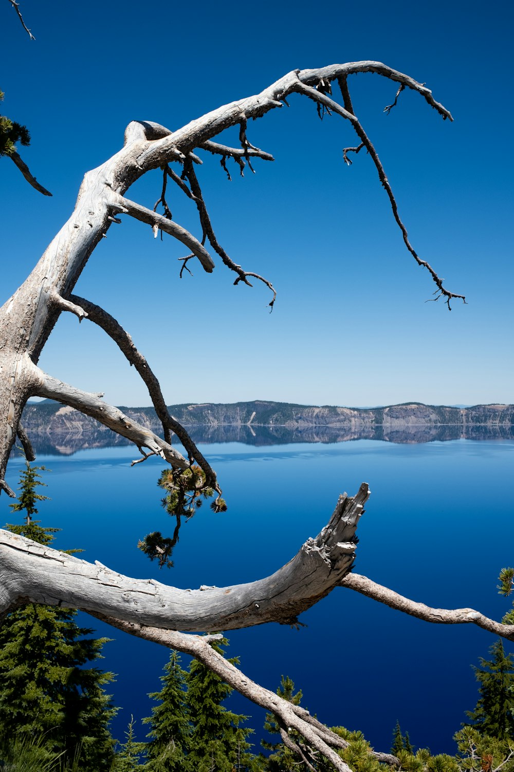 a tree branch with water in the background