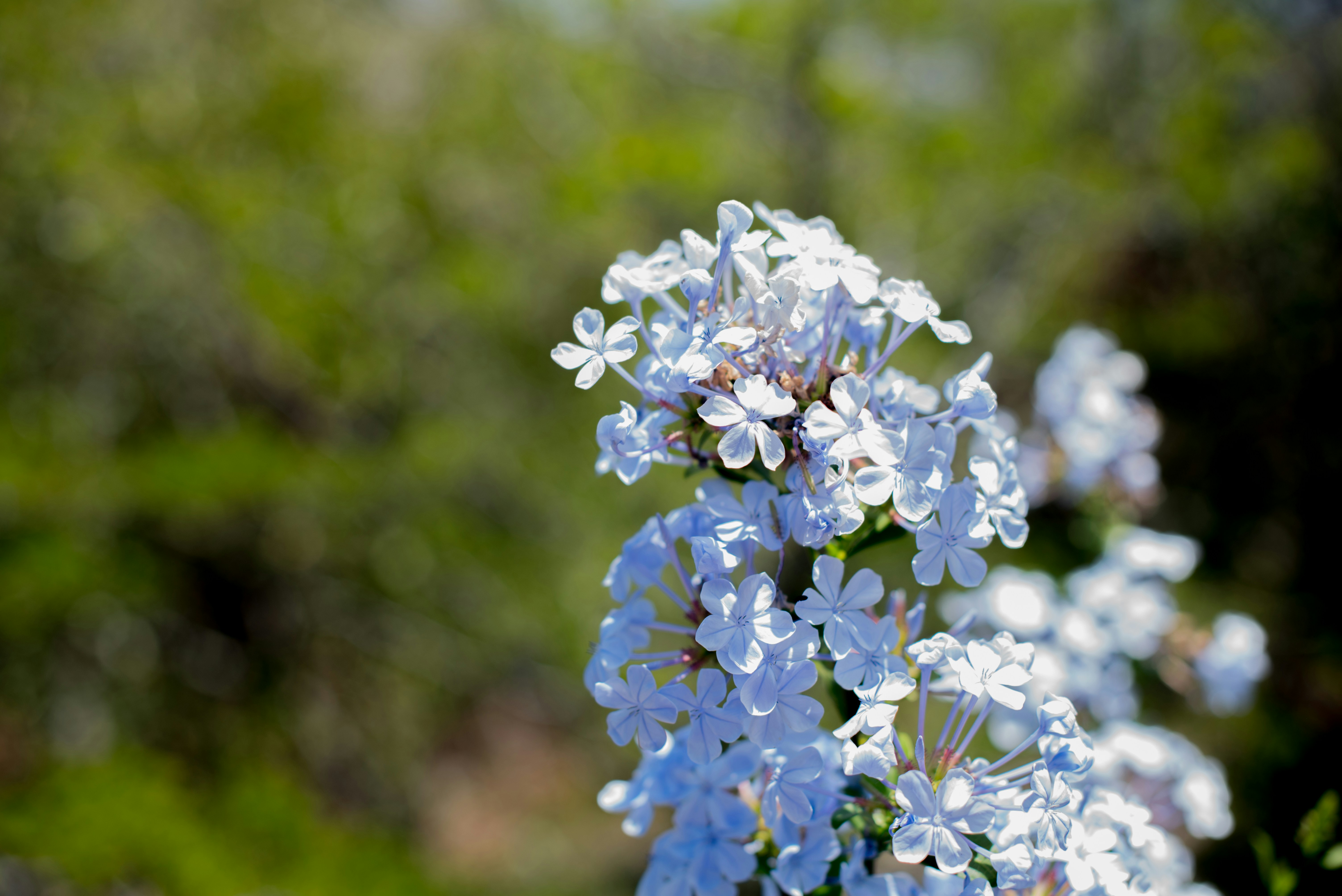 a close up of flowers