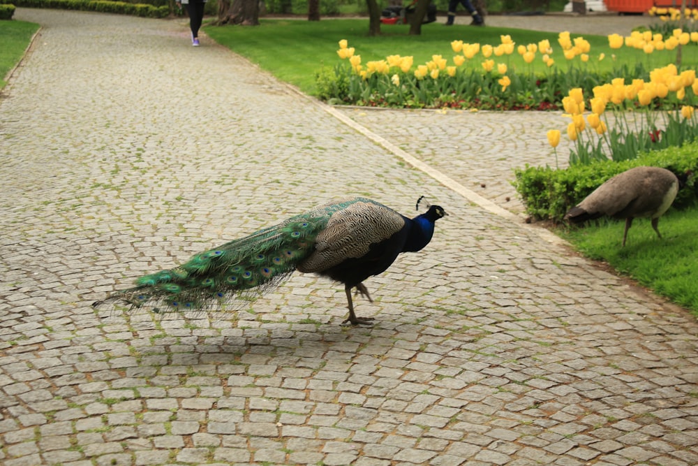 a couple of peacocks walking on a stone path