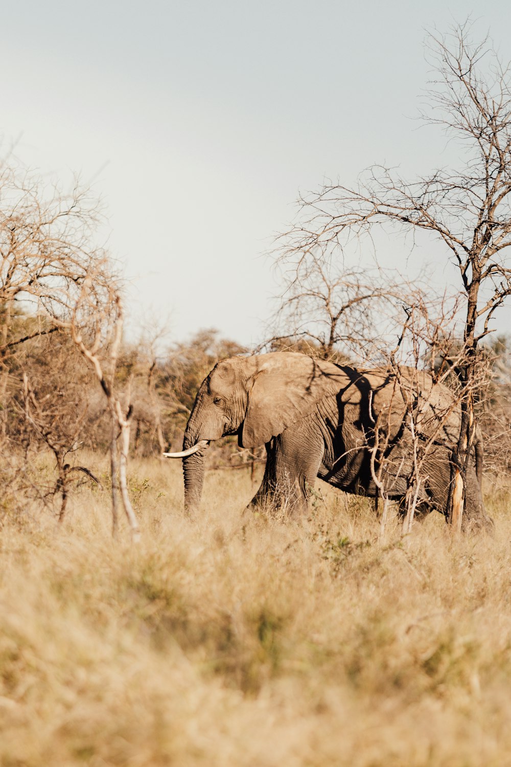 elephants walking in the wild